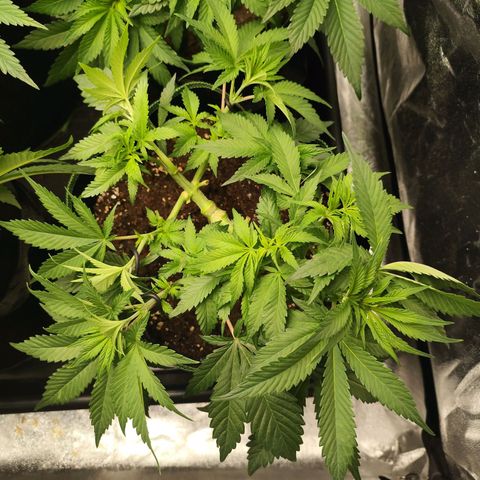 Blue Gelato 41 growlog timeline photo