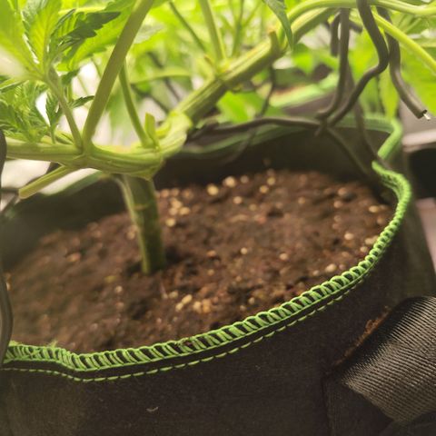 Apple Fritter growlog timeline photo