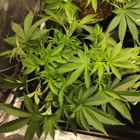 Apple Fritter growlog timeline photo
