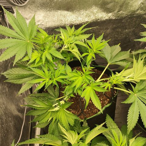 Apple Fritter growlog timeline photo