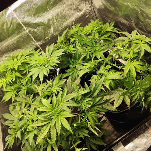Apple Fritter growlog timeline photo