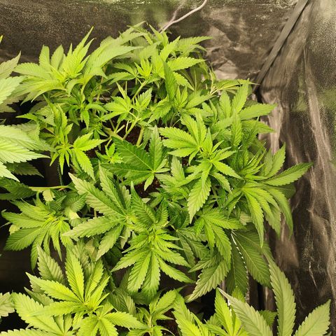 Blue Gelato 41 growlog timeline photo