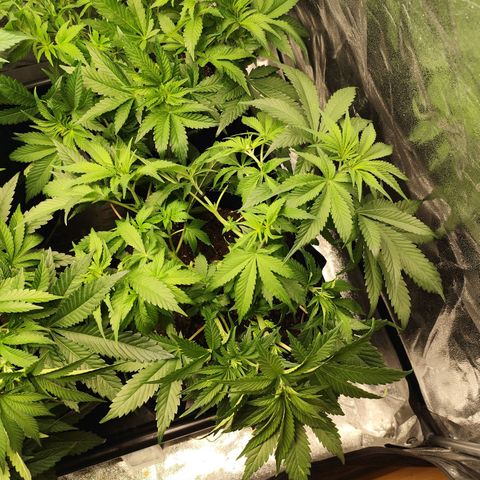 Blue Gelato 41 growlog timeline photo