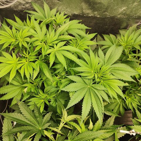 Apple Fritter growlog timeline photo