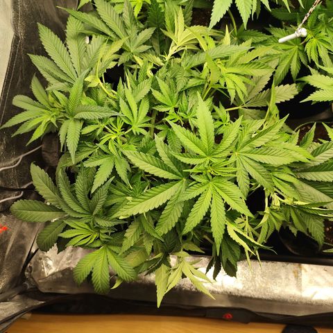 Apple Fritter growlog timeline photo