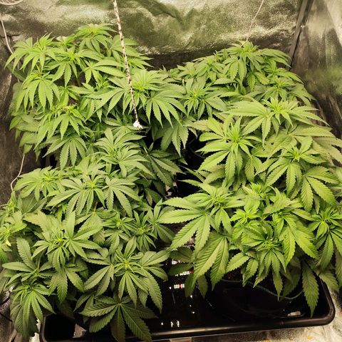 Apple Fritter growlog timeline photo