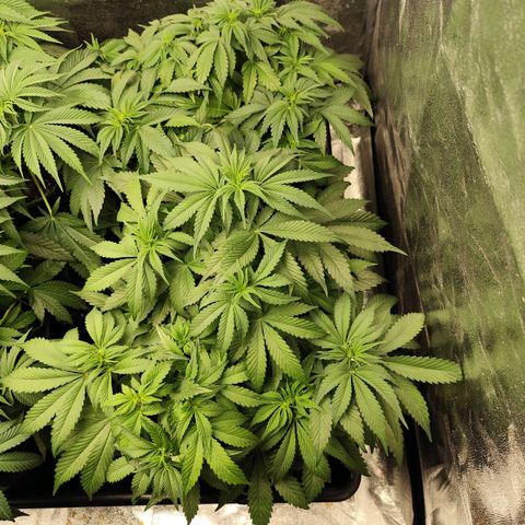 Blue Gelato 41 growlog timeline photo