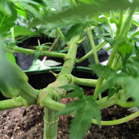 Blue Gelato 41 growlog timeline photo