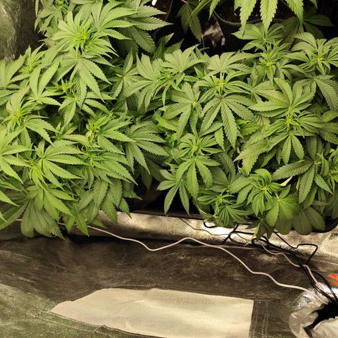 Apple Fritter growlog timeline photo