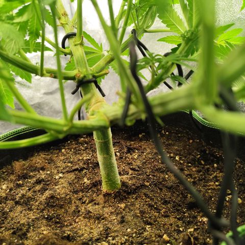Apple Fritter growlog timeline photo