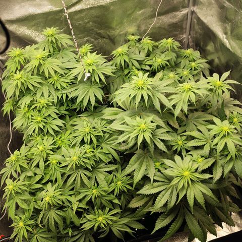 Apple Fritter growlog timeline photo