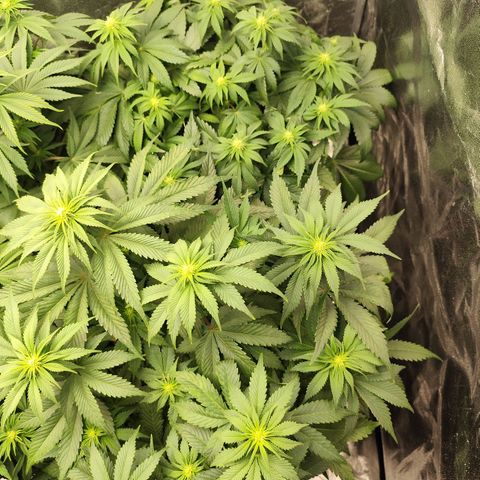 Blue Gelato 41 growlog timeline photo