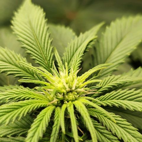 Blue Gelato 41 growlog timeline photo