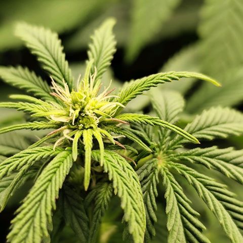 Apple Fritter growlog timeline photo