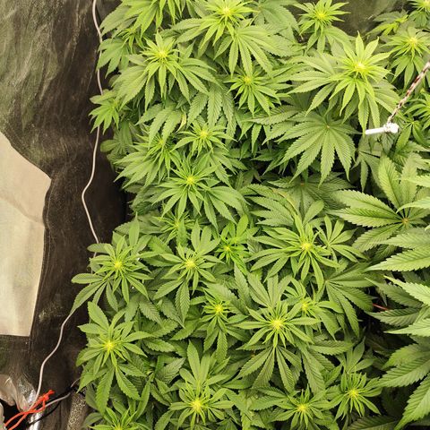 Apple Fritter growlog timeline photo