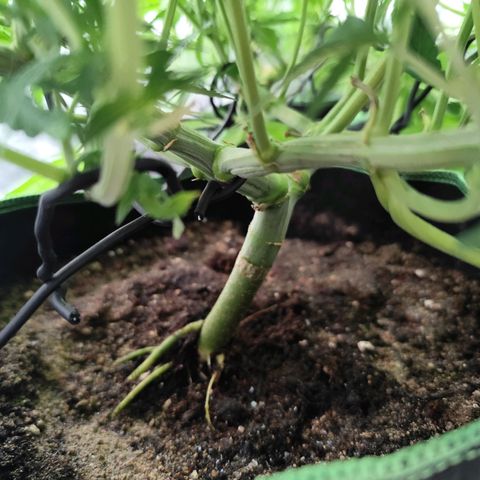Apple Fritter growlog timeline photo