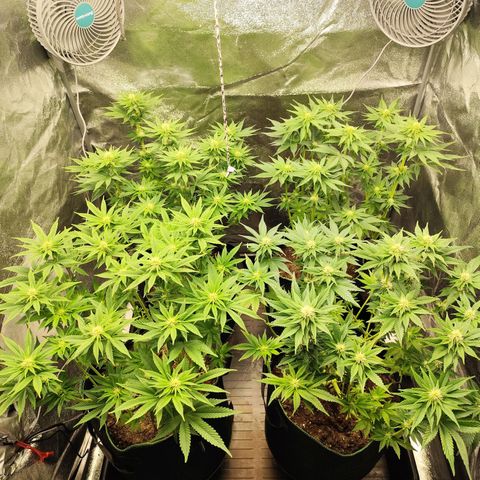 Apple Fritter growlog timeline photo