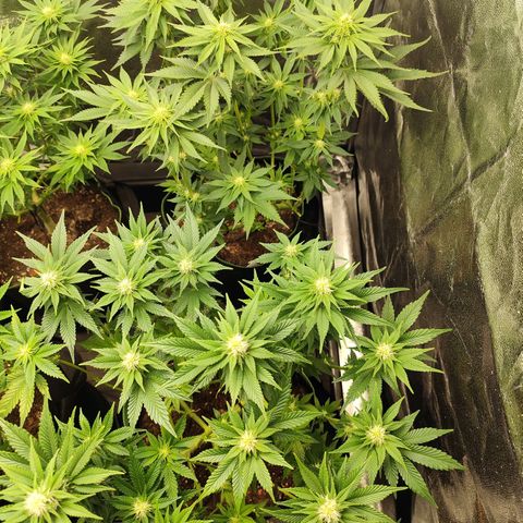 Blue Gelato 41 growlog timeline photo