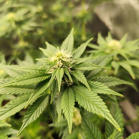 Blue Gelato 41 growlog timeline photo
