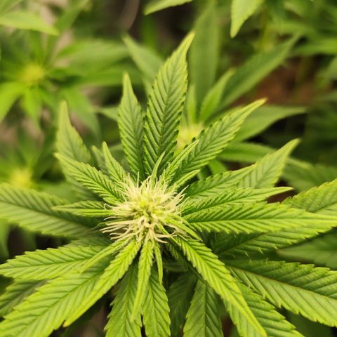 Apple Fritter growlog timeline photo