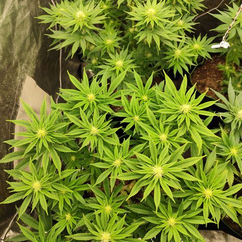 Apple Fritter growlog timeline photo