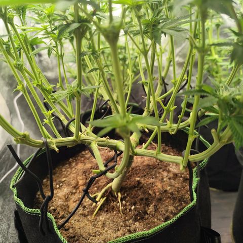 Apple Fritter growlog timeline photo