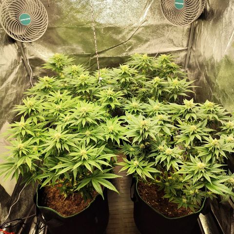 Apple Fritter growlog timeline photo