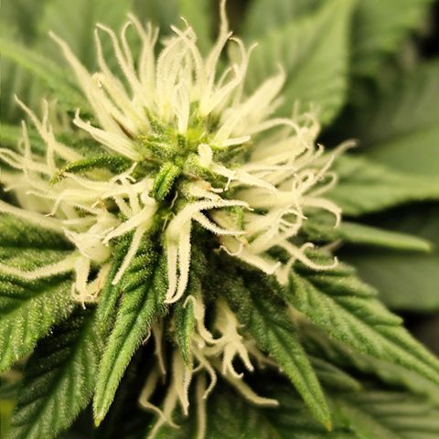 Blue Gelato 41 growlog timeline photo