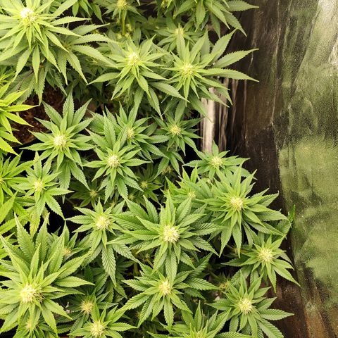 Blue Gelato 41 growlog timeline photo