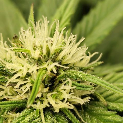 Blue Gelato 41 growlog timeline photo