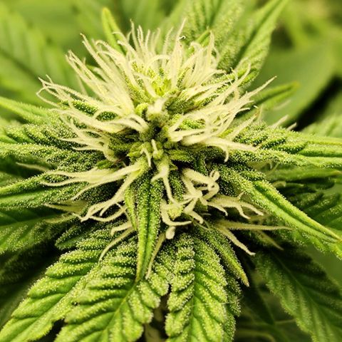 Apple Fritter growlog timeline photo