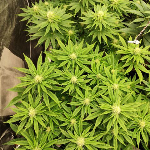 Apple Fritter growlog timeline photo