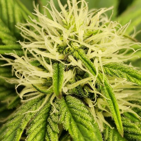 Apple Fritter growlog timeline photo