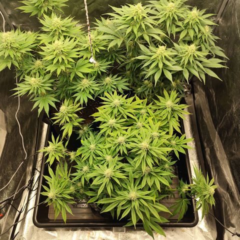 Apple Fritter growlog timeline photo