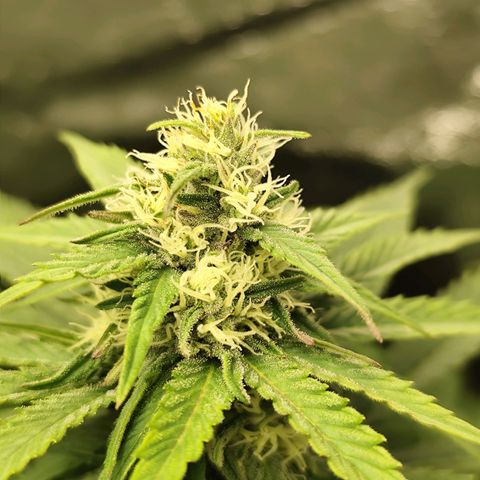 Blue Gelato 41 growlog timeline photo