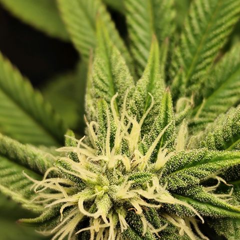 Apple Fritter growlog timeline photo