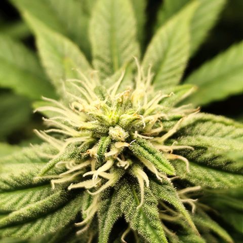 Apple Fritter growlog timeline photo