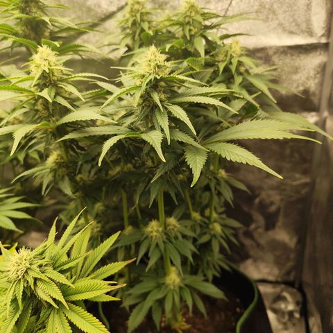 Blue Gelato 41 growlog timeline photo