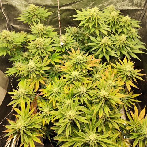 Apple Fritter growlog timeline photo