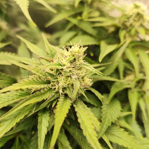Blue Gelato 41 growlog timeline photo
