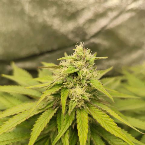 Blue Gelato 41 growlog timeline photo