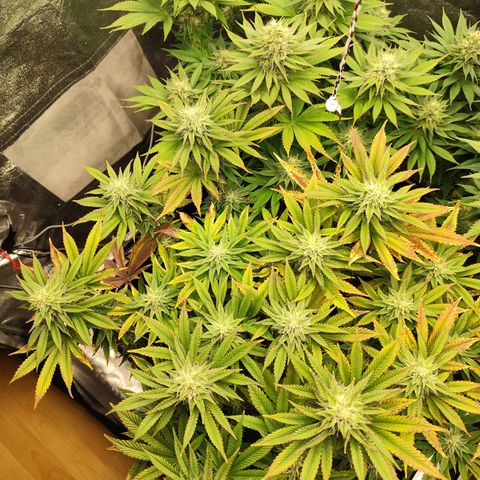 Apple Fritter growlog timeline photo