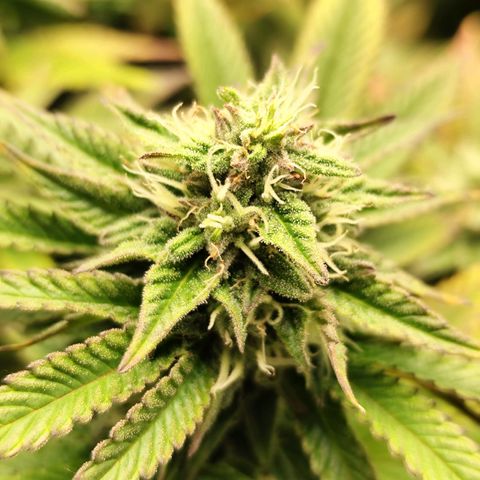 Apple Fritter growlog timeline photo