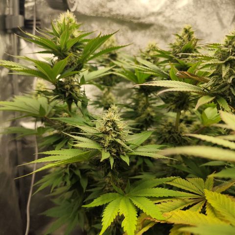 Apple Fritter growlog timeline photo