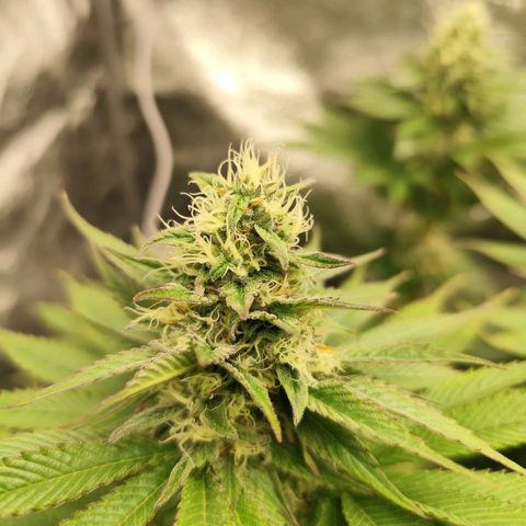 Apple Fritter growlog timeline photo
