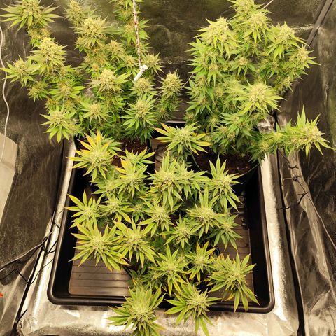 Apple Fritter growlog timeline photo
