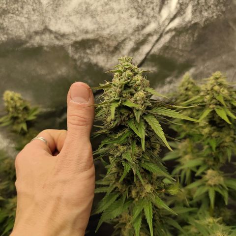 Blue Gelato 41 growlog timeline photo