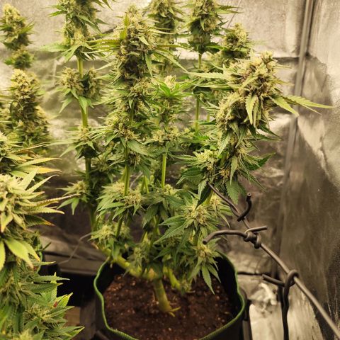 Blue Gelato 41 growlog timeline photo