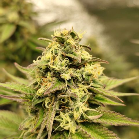 Apple Fritter growlog timeline photo