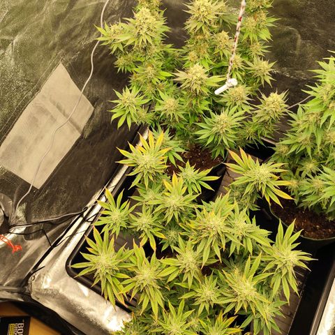 Apple Fritter growlog timeline photo